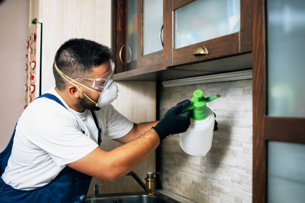 Wasp Removal Services in Vinita, OK