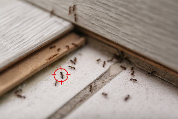 Best Flea Control Services  in Vinita, OK